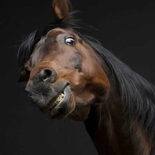 Схема вышивки «Конь»