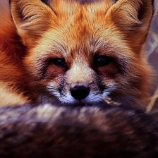 Схема вышивки «Лиса»