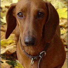 Схема вышивки «Такса»