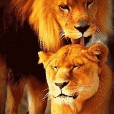 Схема вышивки «Лев и львица»