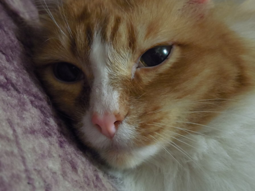 Тишаня - рыжий кот, усталый котик - оригинал