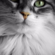 Схема вышивки «Киса»