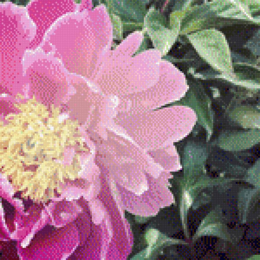 пион - пион, пионы - предпросмотр