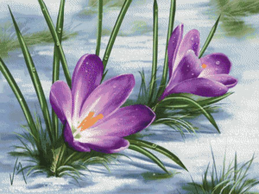 подснежник 1 - цветы - предпросмотр