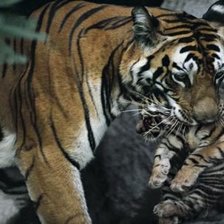 Схема вышивки «№1049048»