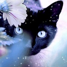 Схема вышивки «Черная кошка»