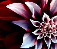 Схема вышивки «гергин»