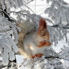 Схема вышивки «Белка»