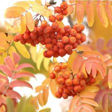 Схема вышивки «Осенняя рябина»