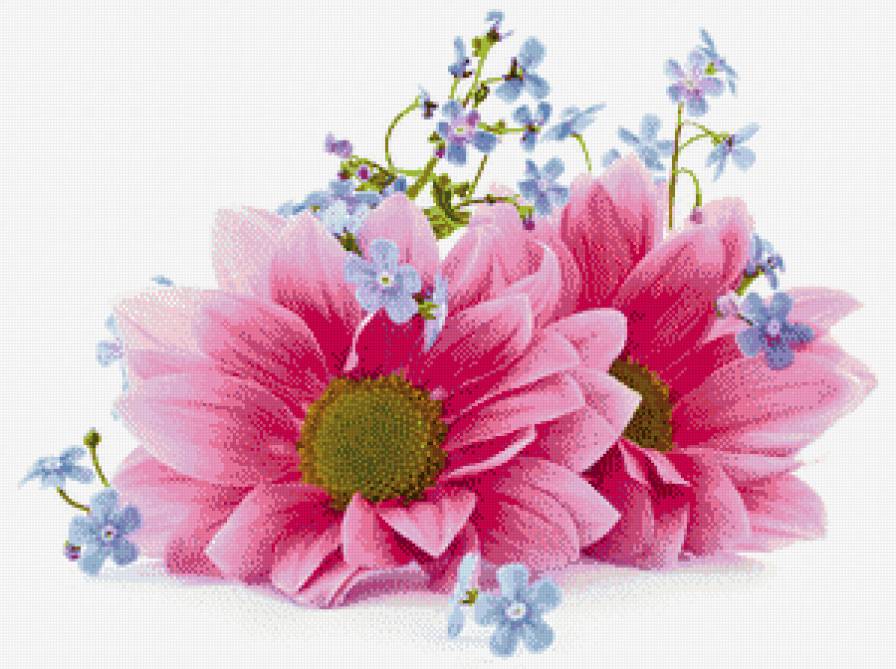 Розовые цветы - розовые, цветы, схема вышивания крестом, голубые - предпросмотр