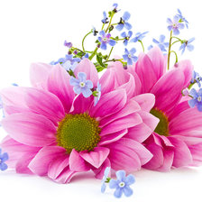 Схема вышивки «Розовые цветы»