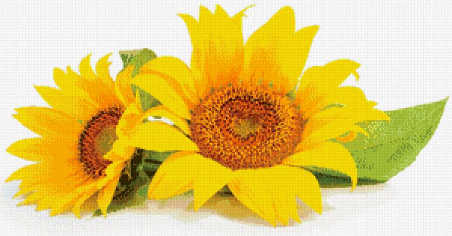 Подсолнухи - желтые, растения, листья, подсолнухи - предпросмотр