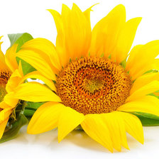 Схема вышивки «Подсолнухи»