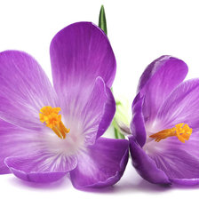 Схема вышивки «Фиолетовые крокусы»