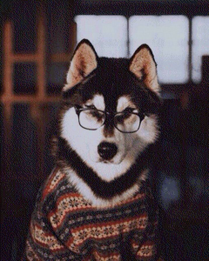 Хаски - хаски, животные, домашние животные, собаки, любимые питомцы - предпросмотр