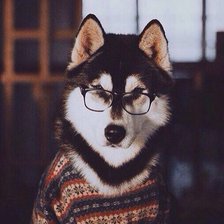 Схема вышивки «Хаски»