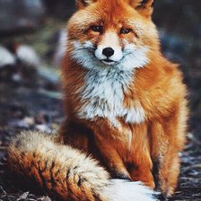 Схема вышивки «Лисичка»