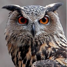 Схема вышивки «филин»