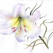 Схема вышивки «ЛИЛИЯ»