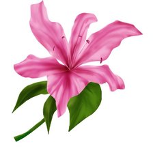 Схема вышивки «ЛИЛИЯ»