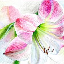 Схема вышивки «ЛИЛИЯ»