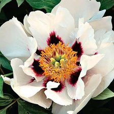 Схема вышивки «пион белый»