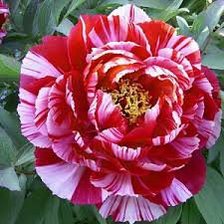 Схема вышивки «пион зебра»