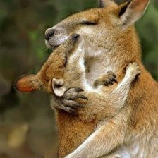 Схема вышивки «Нежность»