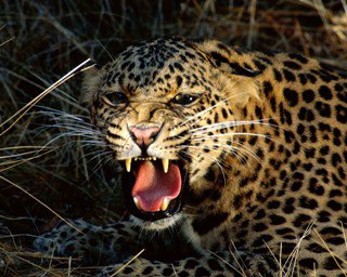 ягуар - животное, ягуар, злой - оригинал