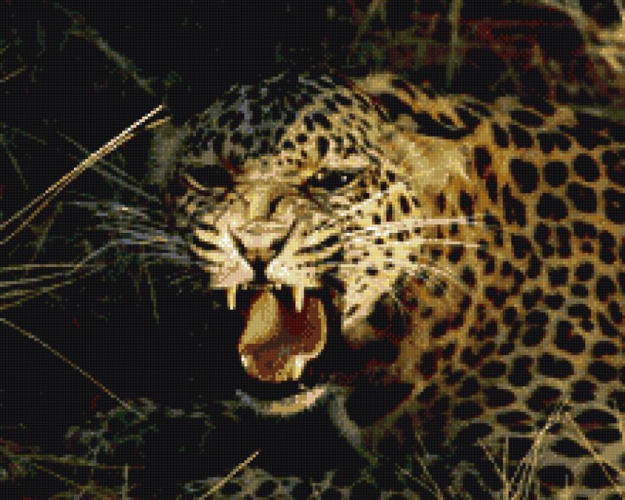 ягуар - ягуар, животное, злой - предпросмотр