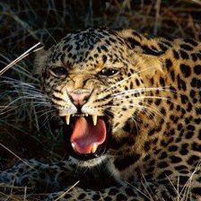 Схема вышивки «ягуар»