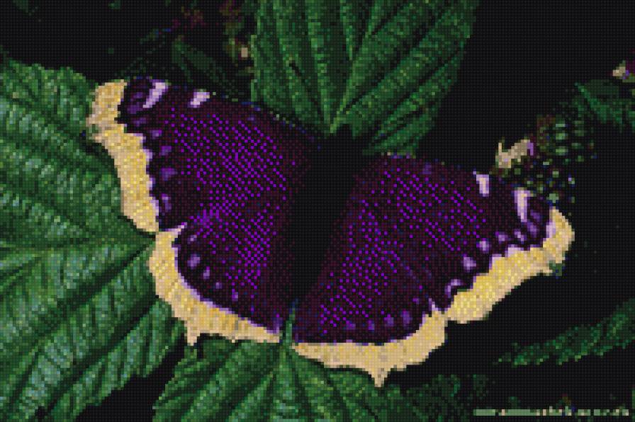 бабочка - предпросмотр