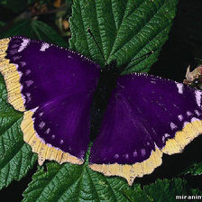 Схема вышивки «бабочка»