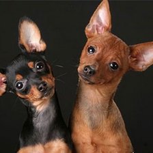 Схема вышивки «русский той терьер»