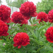 Схема вышивки «красные пионы»