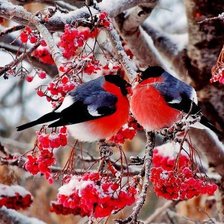 Схема вышивки «снигири55»