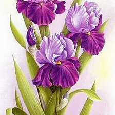 Схема вышивки «Ирисы»