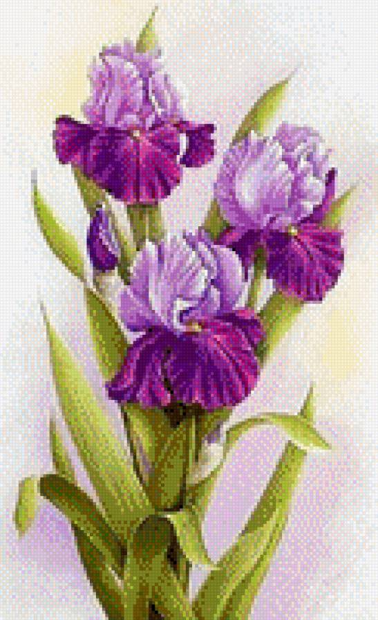 Ирисы - красота, цветы, ирисы - предпросмотр