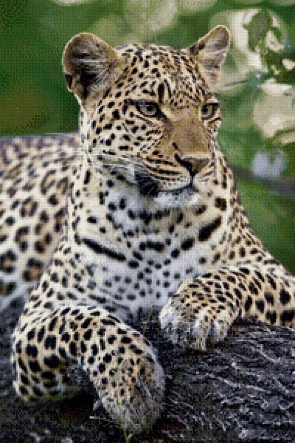 в мире животных - леопарды, животные, тигры - предпросмотр