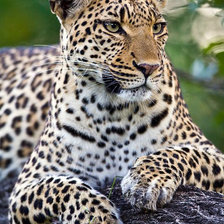 Схема вышивки «в мире животных»