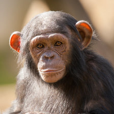 Схема вышивки «обезьяна»