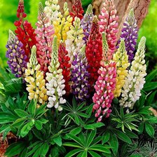 Схема вышивки «Люпины садовые.»