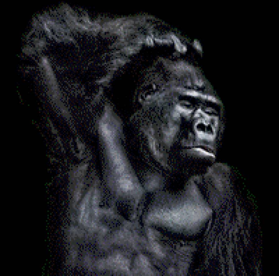 Обезьяна - предпросмотр