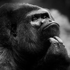 Схема вышивки «Обезьяна»