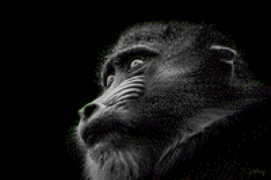 Обезьяна - предпросмотр