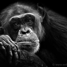 Схема вышивки «Обезьяна»