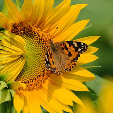 Схема вышивки «подсолнухи»