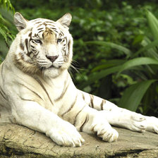 Схема вышивки «Белый тигр»