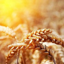 Схема вышивки «жито»