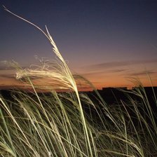 Схема вышивки «Ковыль»